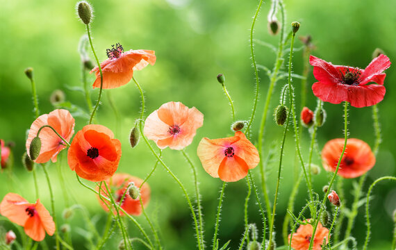 colorful red poppy flowers with water drops after rain blooming in a garden