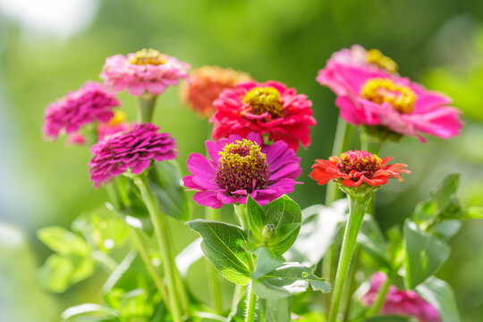 colorful zinnia flowers blooming in a garden