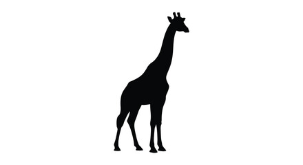 Fototapeta premium A giraffe standing in profile depicted as a black silhouette animal