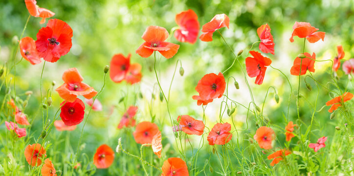 colorful red poppy flowers blooming in a garden