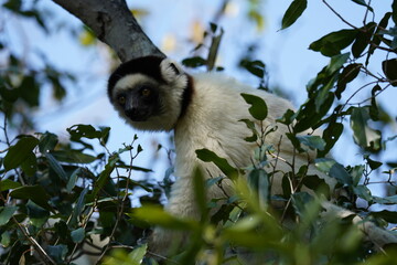 A Verreaux's sifaka lemur climbing a tree in Madagascar. © Daniele