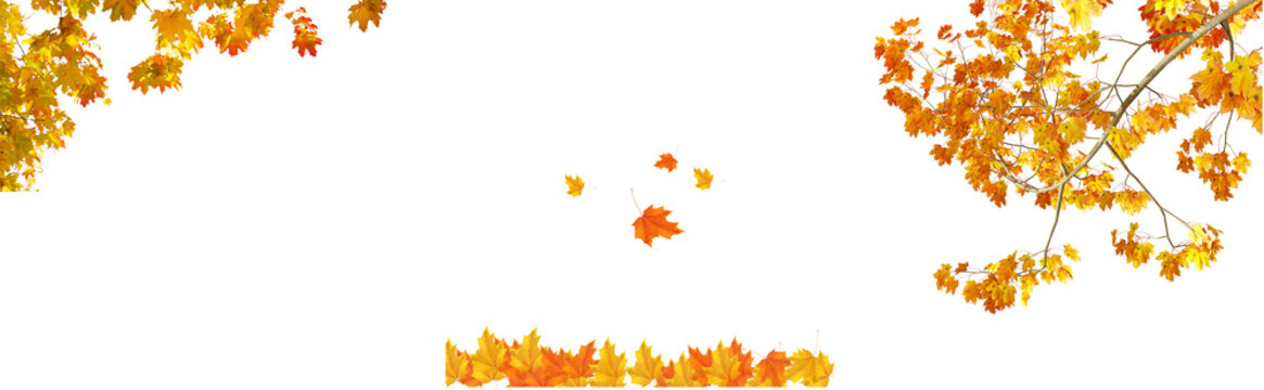 Autumn maple leaves falling and branches with yellow and orange leaves on a white background