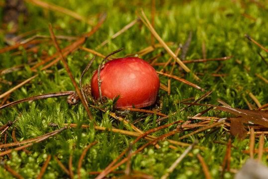 Dove vomiting (Russula emetica) is a mushroom with a characteristic, bright red cap and a white stem.