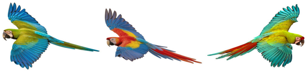 Three colorful macaws flying isolated on a white background © Lalu