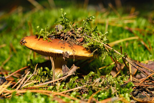 The photo shows a mushroom that resembles Yellowish toadstool (Amanita gemmata) or Rusty-brown toadstool (Amanita fulva).