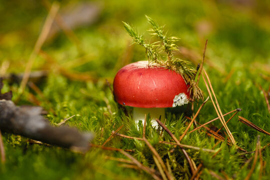 Dove vomiting (Russula emetica) is a mushroom with a characteristic, bright red cap and a white stem.