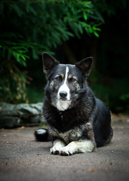 Calm black and white mixed-breed dog lying on the ground against a dark green foliage background.
