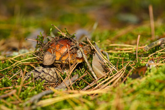 The photo shows a mushroom that resembles Yellowish toadstool (Amanita gemmata) or Rusty-brown toadstool (Amanita fulva).
