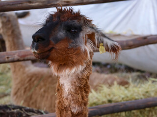 Fototapeta premium Portrait of Alpaca with Ear Tag Beside Rustic Wooden Fence