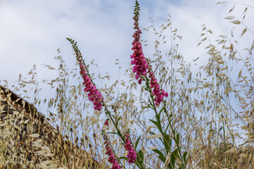 Pink foxglove wildflowers growing in dry summer meadow © ANTONIO COSTA