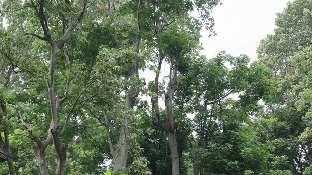 Two black gibbons playing in tree canopy at Saigon Zoo and Botanical Gardens in Ho Chi Minh City Vietnam