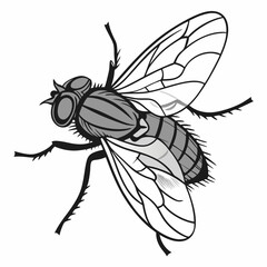 Fototapeta premium Fly Vector Image. Insect Fly Image vector Isolated on White Background.