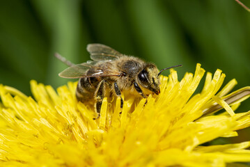 bee on a dandelion flower, close-up © Photopen