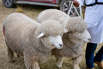 Two thick-wooled sheep held by ropes at an outdoor livestock exhibition © WILL PHOTOGRAPHY