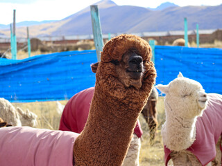 Brown alpaca with a pink cover raises its head beside a white alpaca at a highland farm © WILL PHOTOGRAPHY