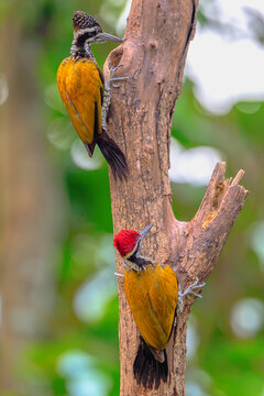 Two greater flameback woodpeckers climbing on tree trunk Chrysocolaptes guttacristatus