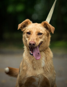 Happy golden mixed-breed dog on a leash jumping and smiling outdoors.