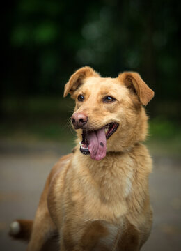 Happy golden mixed-breed dog with a spotted tongue smiling outdoors.