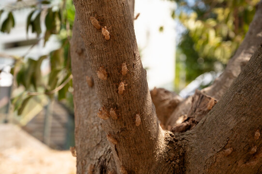 Cicada Exoskeletons Clinging to Stem After Molting in Nature