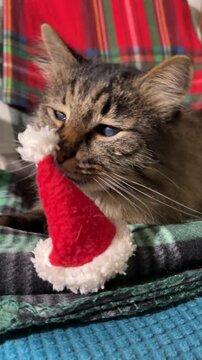 Cat christmas playing furry tabby kitten batting tiny santa hat on festive plaid blanket at home for holiday seasonal celebration and winter fun