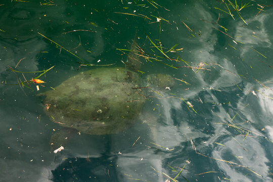 Beautiful Caretta caretta loggerhead sea turtle swimming in the clear blue waters of Argostoli harbor, Kefalonia island, Greece.