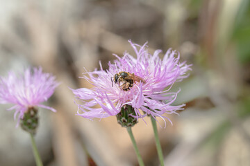 Fototapeta premium Wildbee collecting pollen on Centaurea simplicicaulis flower. Knapweed.