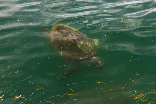 Beautiful Caretta caretta loggerhead sea turtle swimming in the clear blue waters of Argostoli harbor, Kefalonia island, Greece.