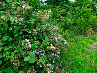 Kwitnące krzewy Jeżyny (Rubus) na polnych miedzach. Jezyny, zwane ostrężynami  zajmują bardzo różne siedliska, suche, świeże i wilgotne, © JDziedzic