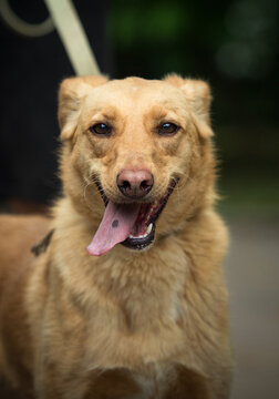 Close-up front portrait of a happy golden mixed-breed dog with a spotted tongue smiling outdoors.