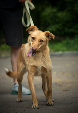Full-length portrait of a happy brown mixed-breed dog on a leash walking with its owner outdoors.