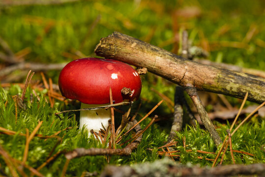 Dove vomiting (Russula emetica) is a mushroom with a characteristic, bright red cap and a white stem.