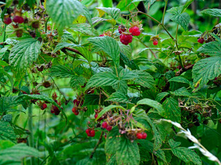 Owocująca Malina właściwa,  zwana dziką malina  (Rubus idaeus), na  skraju lasu. Malina właściwa (Rubus idaeus) jej owoce nie są dorodne natomiast jej aromat i wartości smakowe są nie do zastąpienia. © JDziedzic