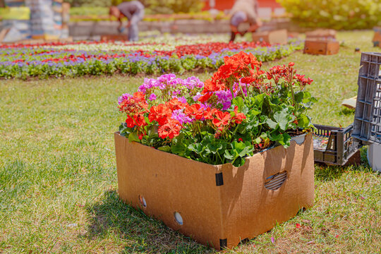 Geranium flowers in a cardboard box ready for planting in a public park with gardeners working in the background
