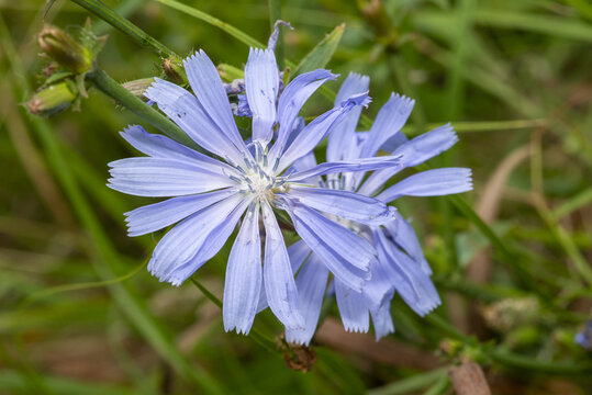 blue wildflowers close-up. (Cichorium intybus)