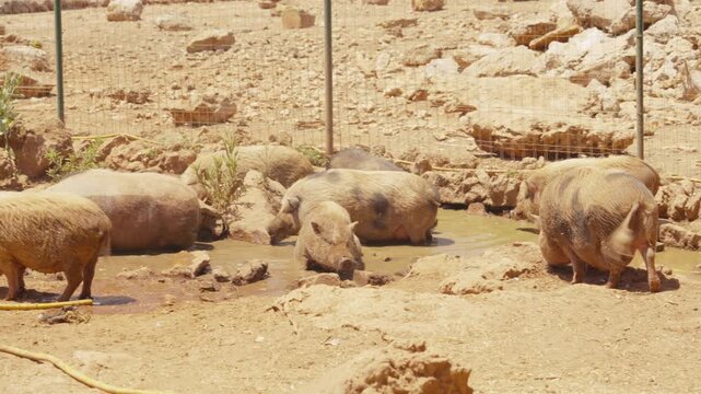 Wide shot of a group of pigs wallowing and drinking at a muddy water hole surrounded by parched, rocky ground at midday. Useful for farming, heat wave and animal husbandry topics.