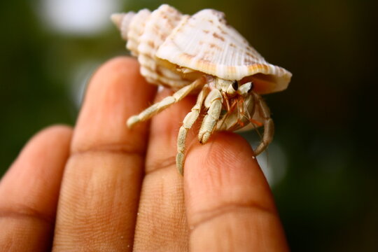 Tiny hermit crab exploring a hand