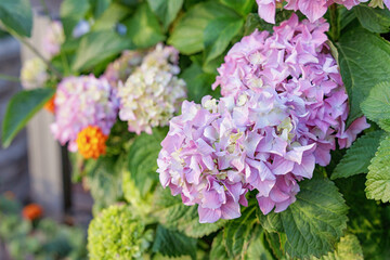 Fototapeta premium Hydrangea macrophylla flowers blooming in various colors, showcasing summer beauty and natural plant growth in a garden