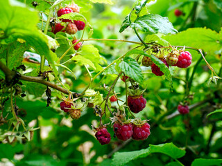 Owocująca Malina właściwa,  zwana dziką malina  (Rubus idaeus), na  skraju lasu. Malina właściwa (Rubus idaeus) jej owoce nie są dorodne natomiast jej aromat i wartości smakowe są nie do zastąpienia. © JDziedzic