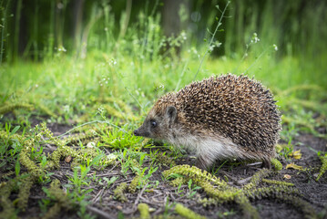 Hedgehog. Ground-level photo. © Photopen