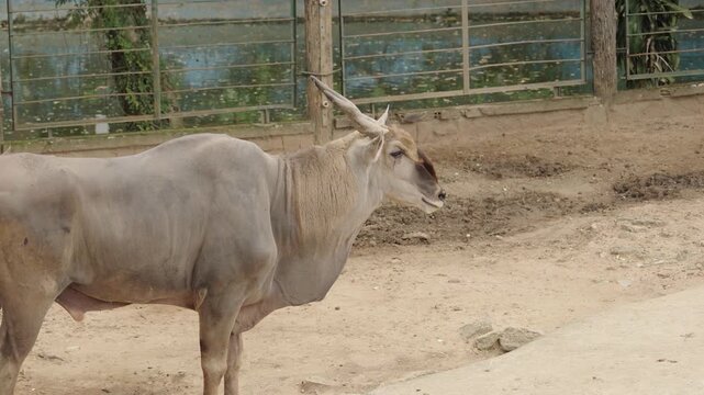 Close up side profile of a common eland antelope at Saigon Zoo Vietnam