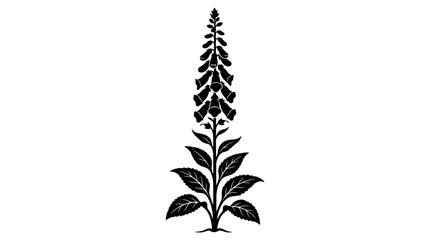 Foxglove Silhouette On White Background Botanical Illustration © Creator Rima Akter