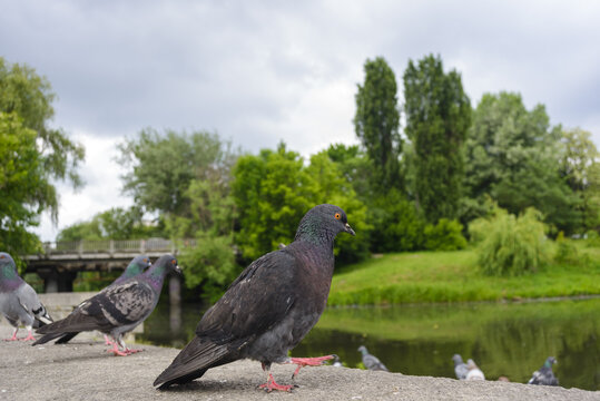 Grey pigeons by a small city river