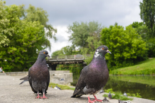 Grey pigeons by a small city river