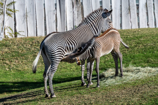 A stripe Grevy Zebra in Tucson, Arizona