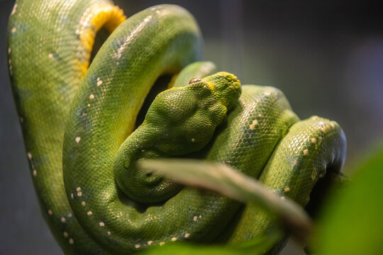 Green Tree Python in Tucson, Arizona