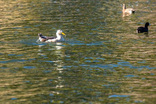 A large Mallard in Tucson, Arizona