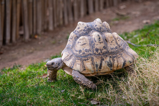A Leopard Tortoise in Tucson, Arizona