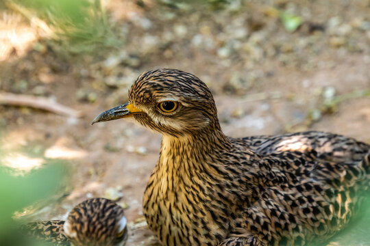 A large Mallard in Tucson, Arizona
