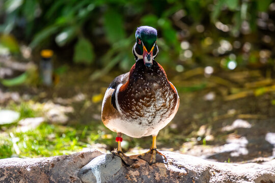 A large Mallard in Tucson, Arizona