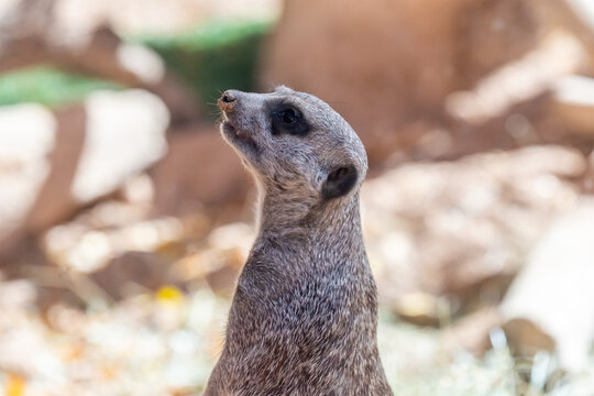 A pointed snout meerkat in Tucson, Arizona